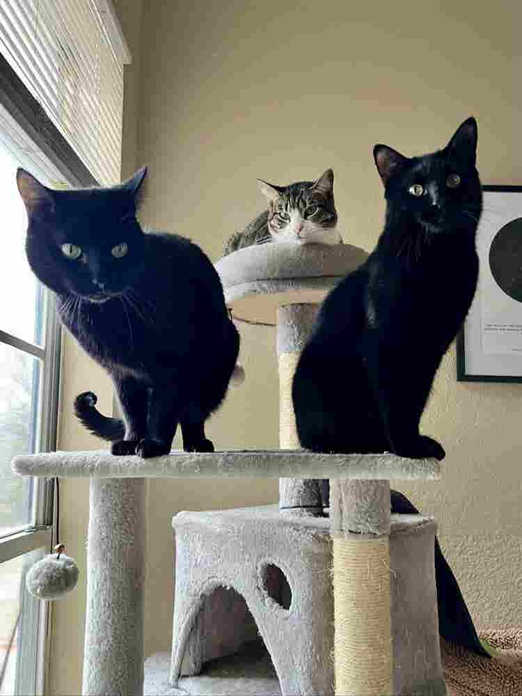 Roommate Wanted