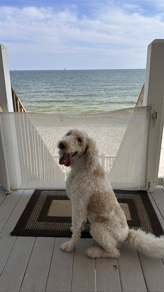 ISO Roomate ! 🏡✨