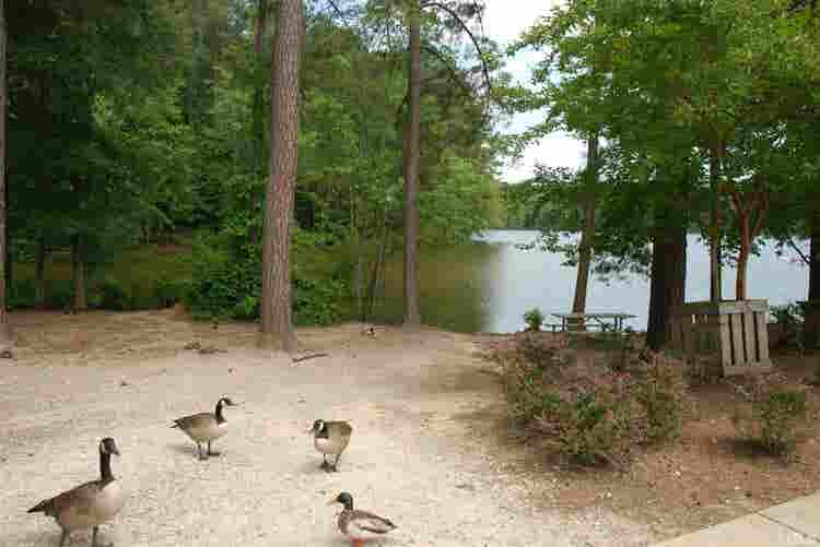 4 BR in Raleigh