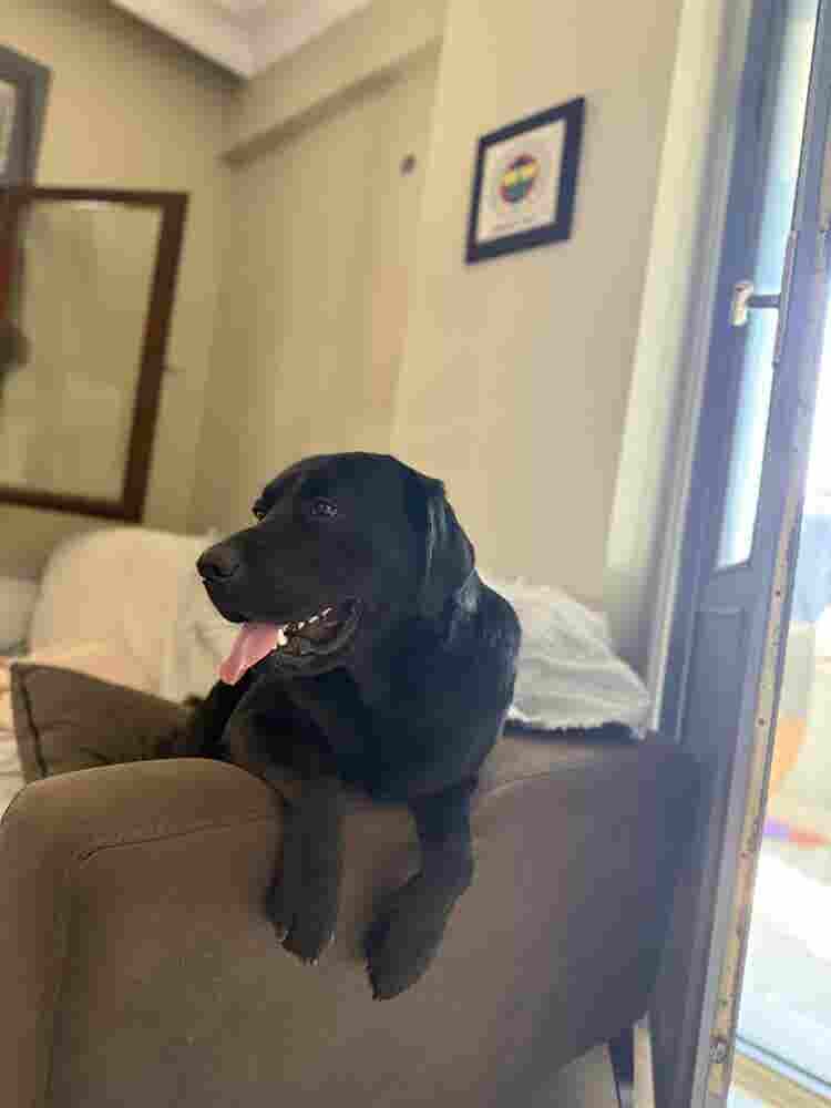 Room in  Flat, Pet Friendly