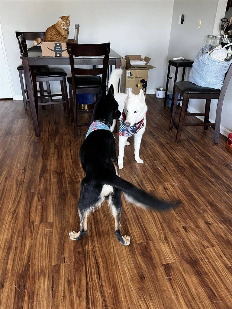 2 Rooms in North Glendale - Females