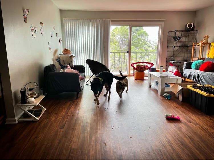 2 Rooms in North Glendale - Females