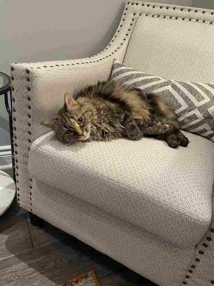 Female Roommate to Share Apt