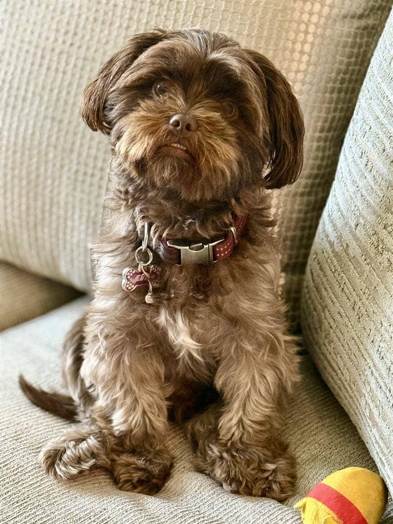 Room for Rent 
– Little Elm