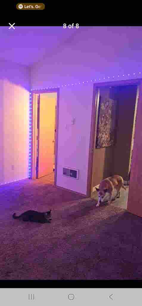 Looking for chill roommate