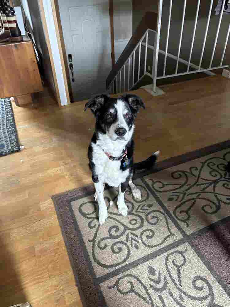 Room Available - Arvada, CO.