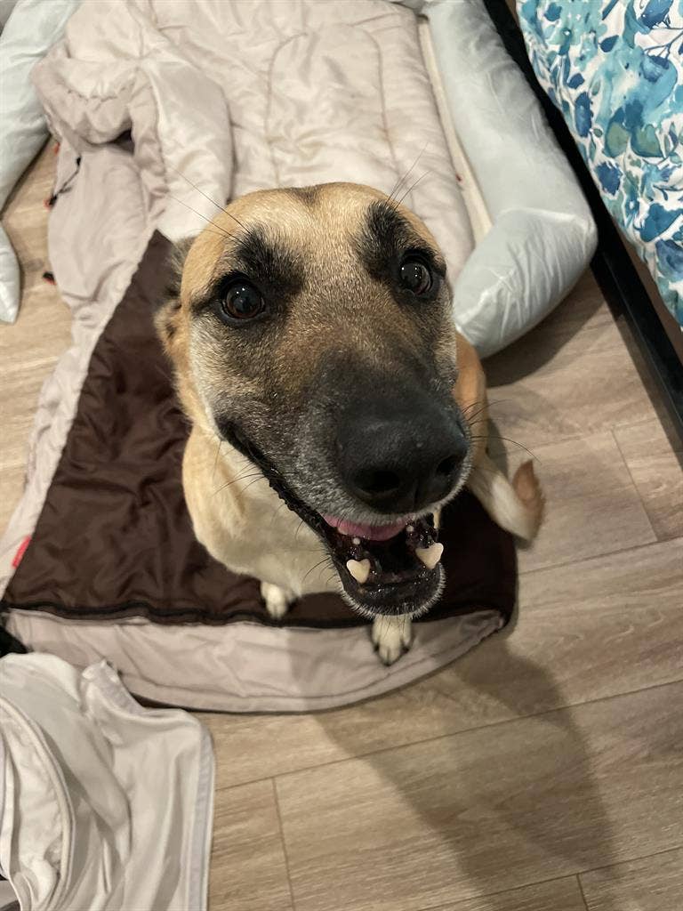 Room in large La Jolla house