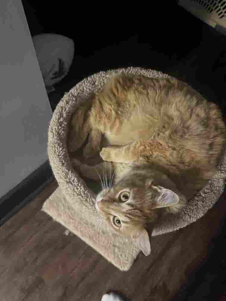 Need a roommate urgent: Mt.Juliet!!