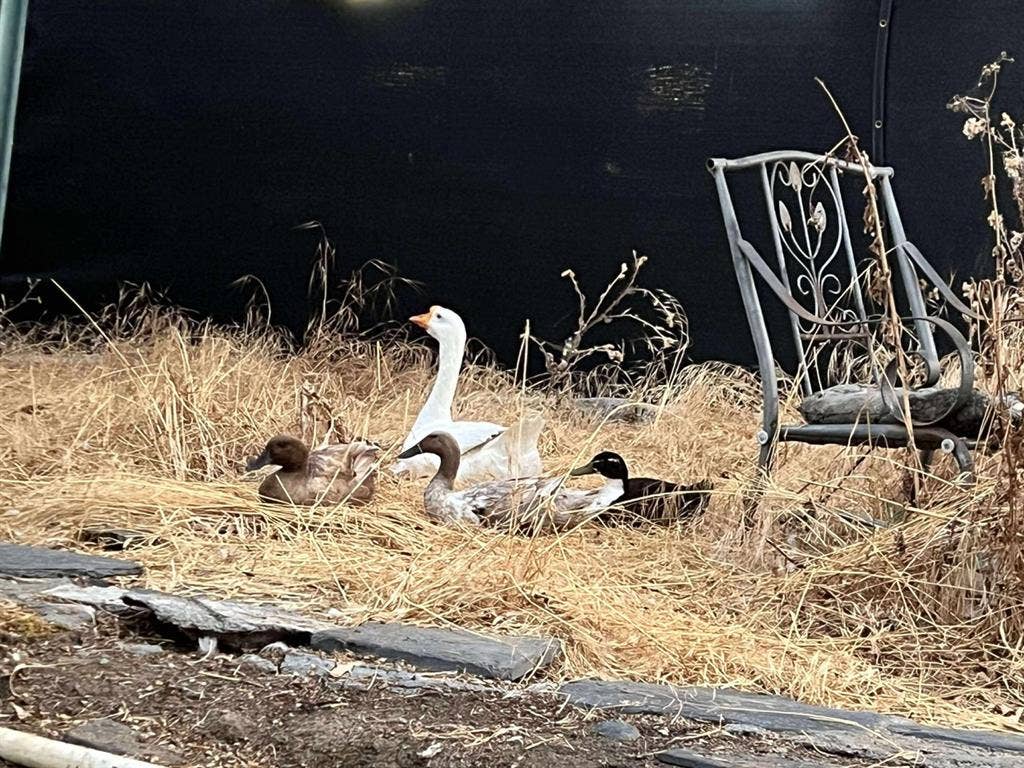 Master Bdrm in Pet Friendly House