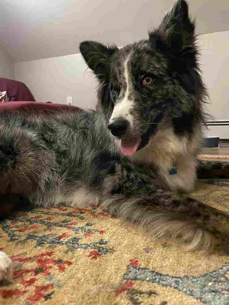 ISO roommate in BA apartment