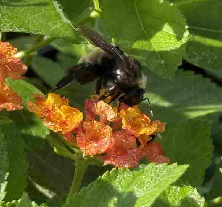 Butterflies and Bumblebee
