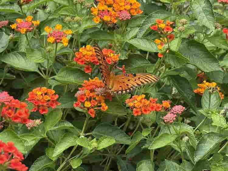Butterflies and Bumblebee