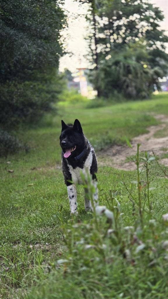 Priv rm/bath; garage; military only