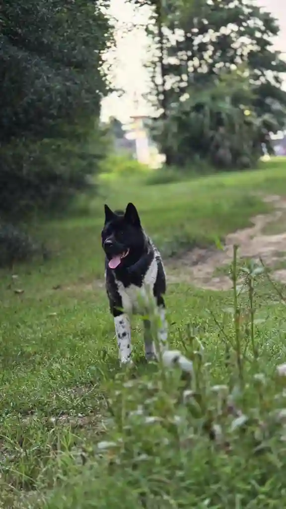 Priv rm/bath; garage; military only