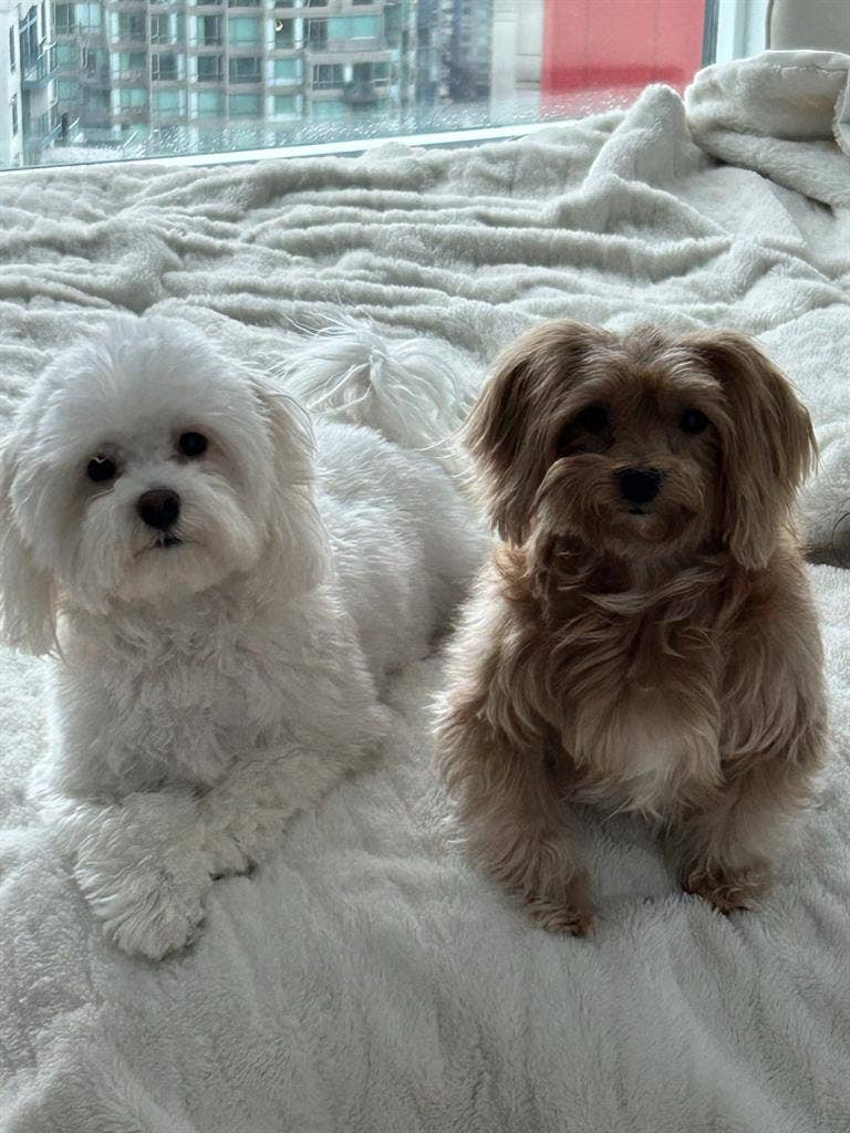 Looking for a female roommate