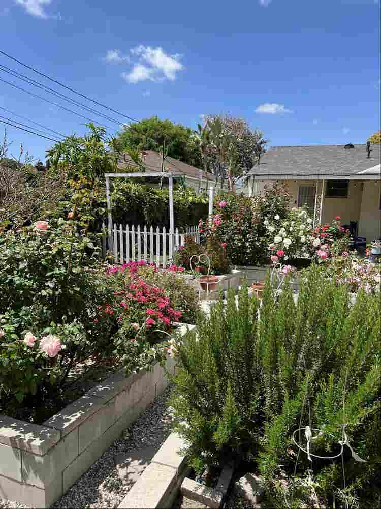 Large Room in Cozy Lakewood