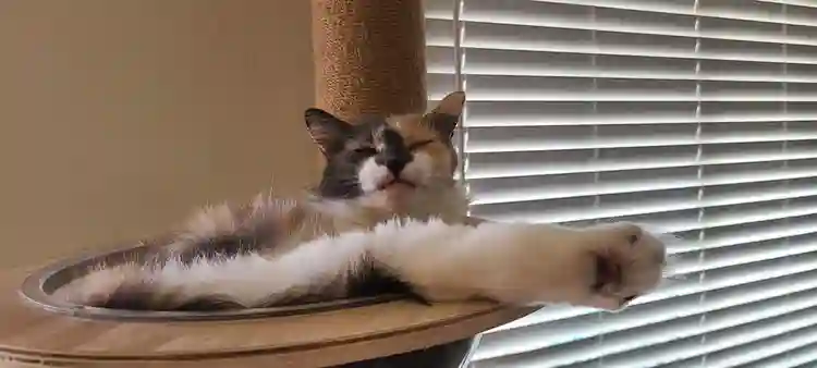 Master/Private Room Near SDSU