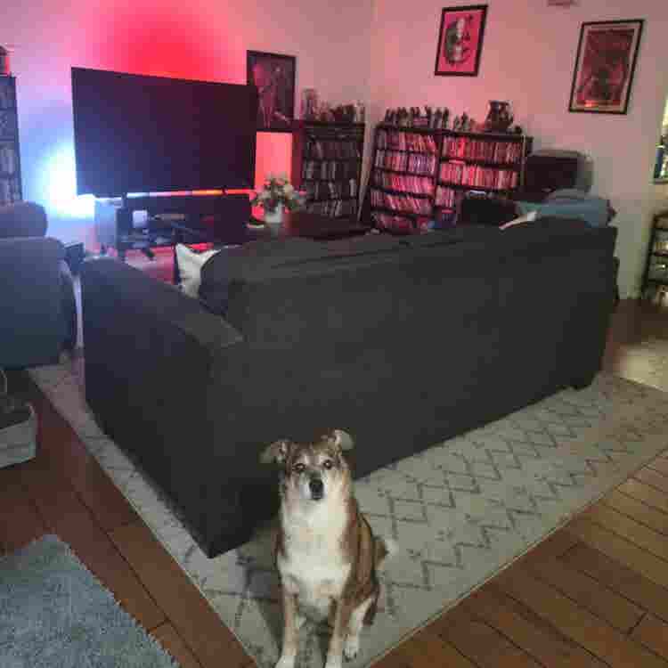 Room for Rent – Dog friendly