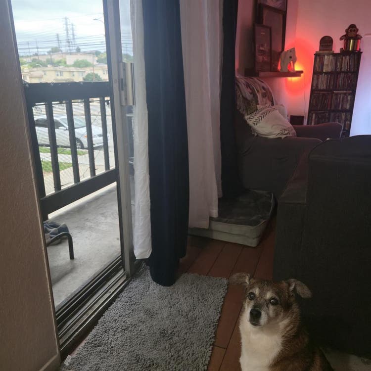 Room for Rent – Dog friendly