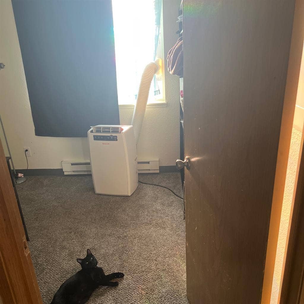 looking for roommate to renew lease