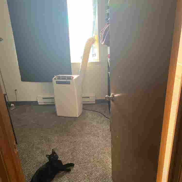 looking for roommate to renew lease