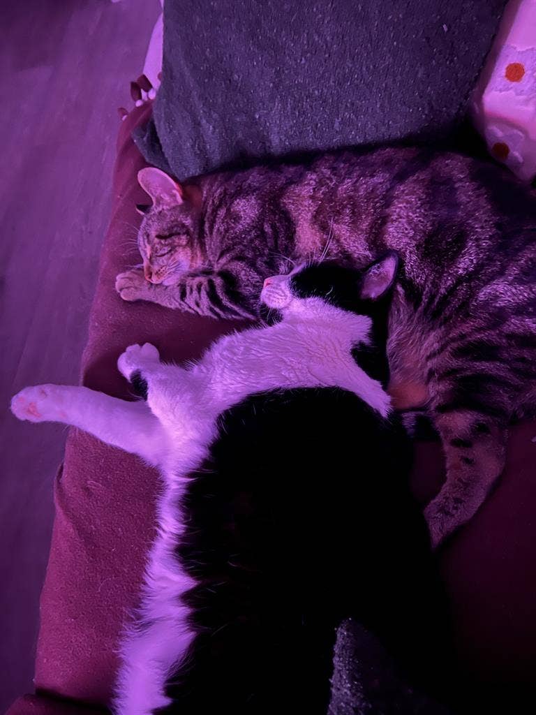 Private Master Bedroom + Own Bath