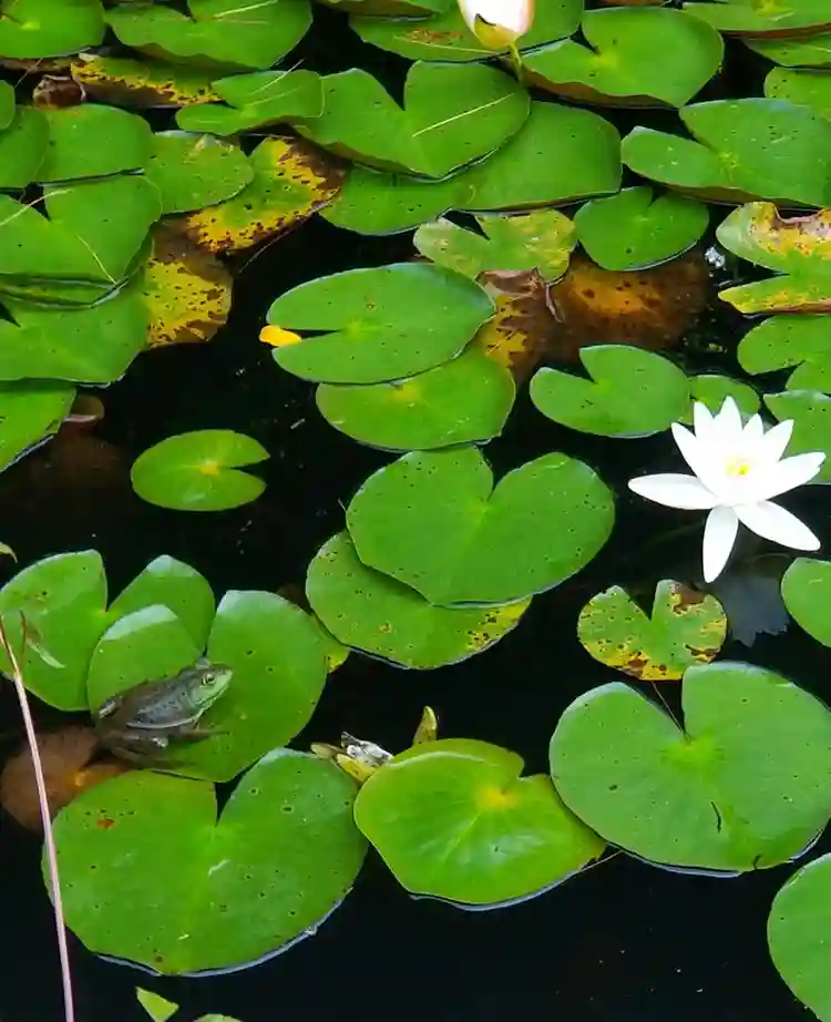 Resort lake living includes utiliti