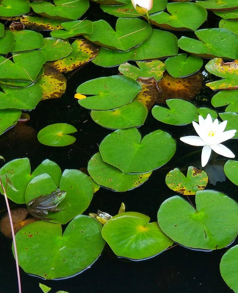 Resort lake living includes utiliti