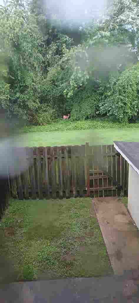 Looking for a roomate