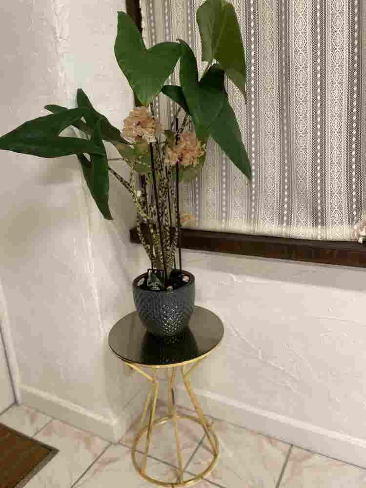 Chambre avec extension/Véranda