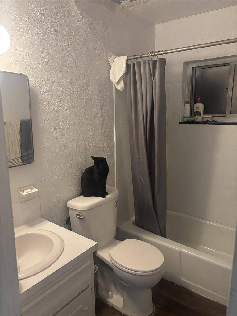 Seeking Cat Friendly Roommate!