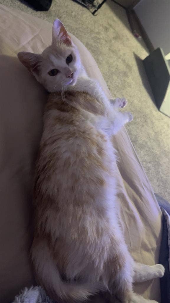 Looking for a roommate or a few!