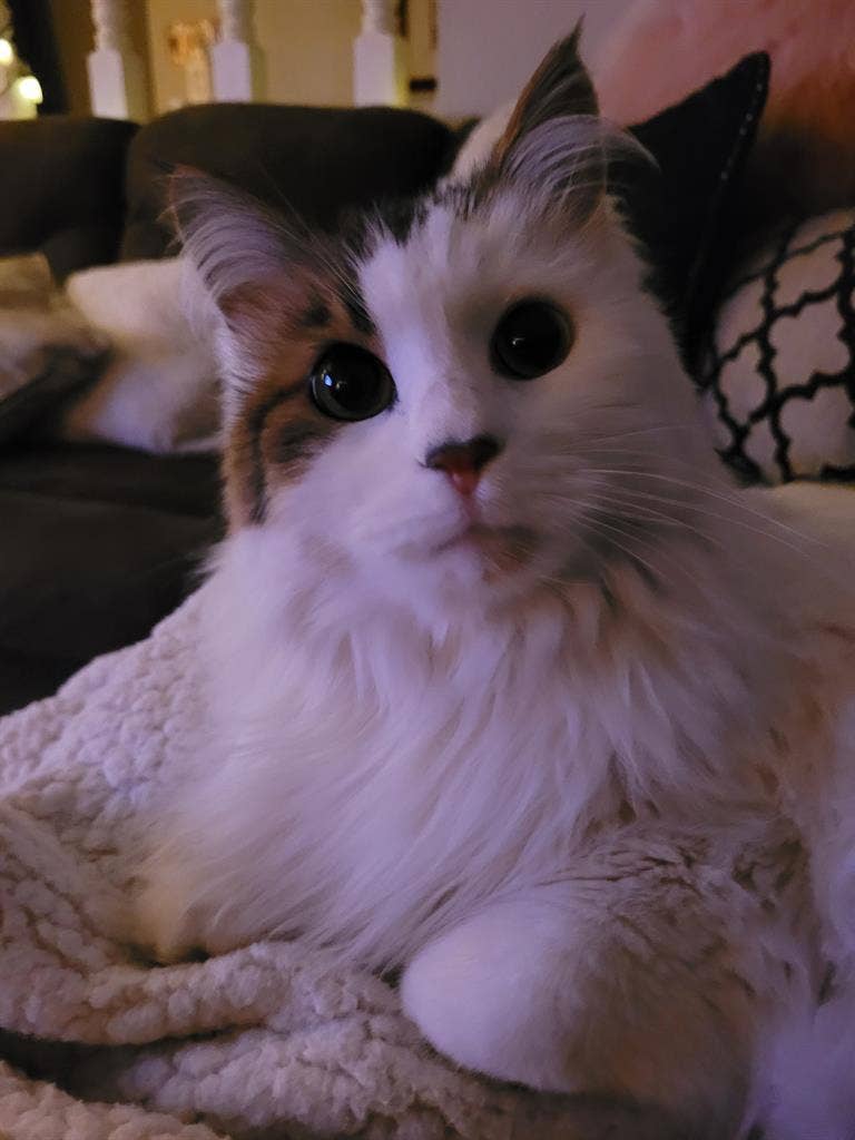 Cozy Room for Rent! Fully Furnished