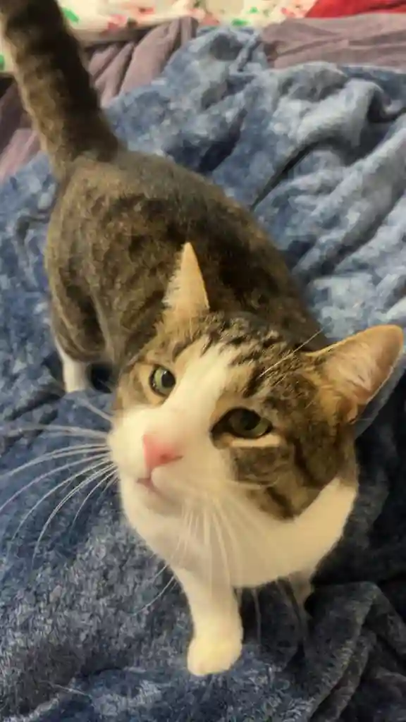 Female roommates needed