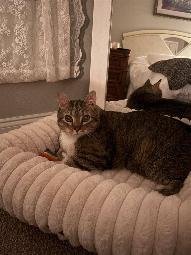 Looking for a roommate