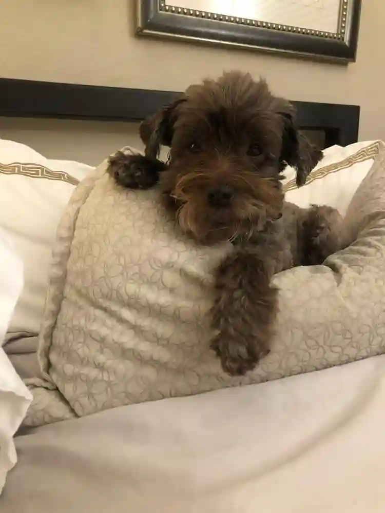 Looking for a Roommate-B