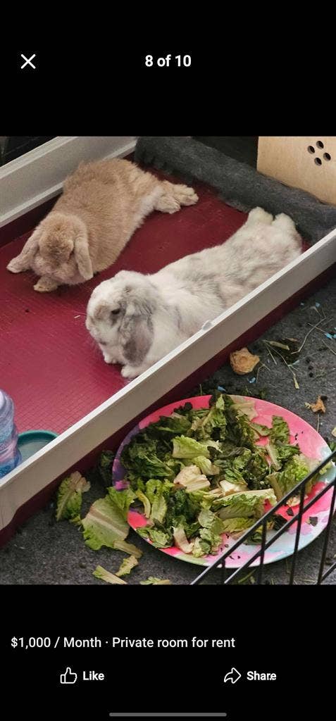 ✨ Looking for a Roommate