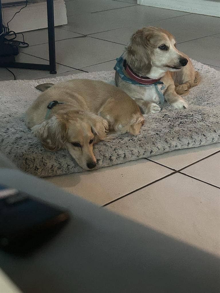 Looking for roommate in Lantana