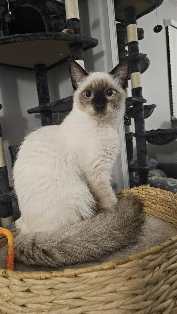 Santa Fe gamer house