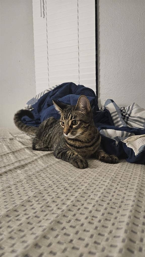 Santa Fe gamer house