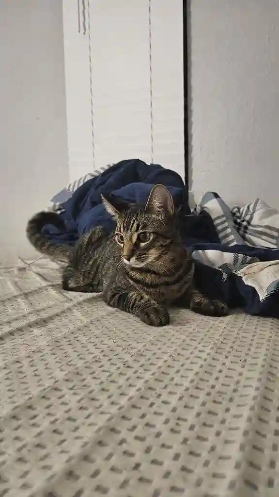 Santa Fe gamer house