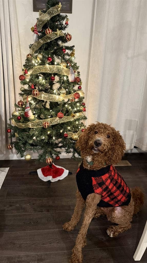 Two Cozy & Modern Rooms Near DIA