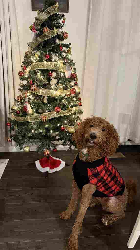 Two Cozy & Modern Rooms Near DIA