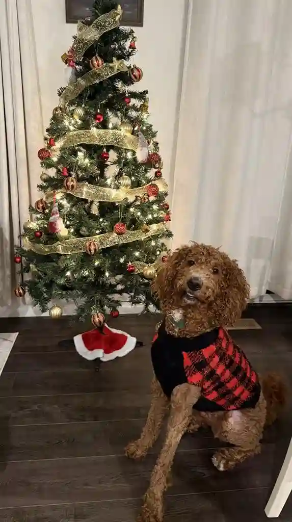 Two Cozy & Modern Rooms Near DIA