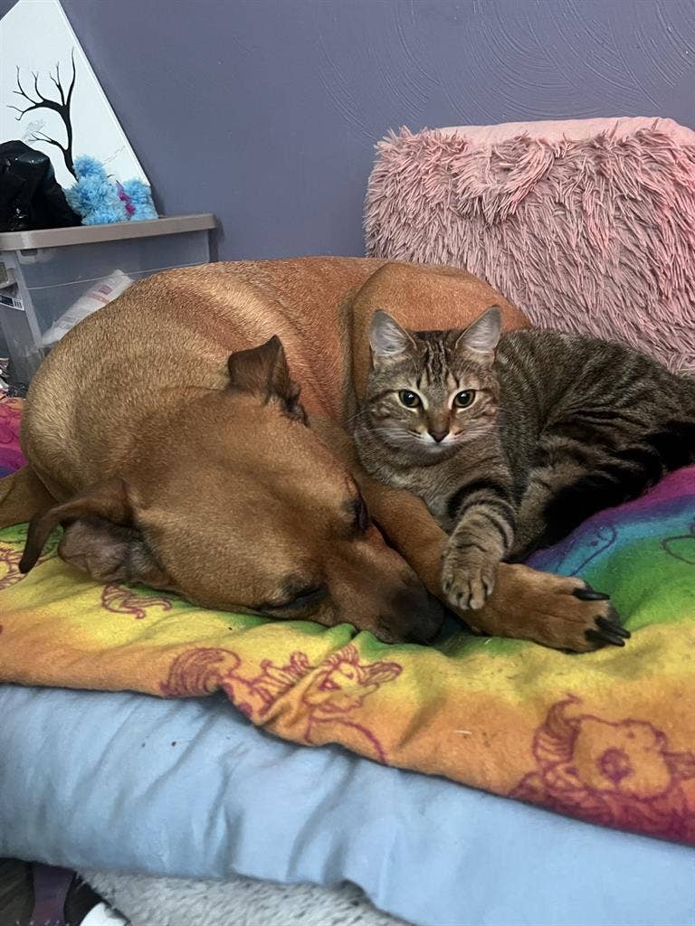 Looking for Roommate South Norfolk