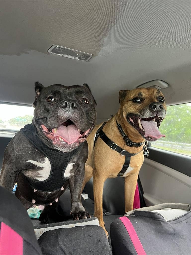 Looking for Roommate South Norfolk