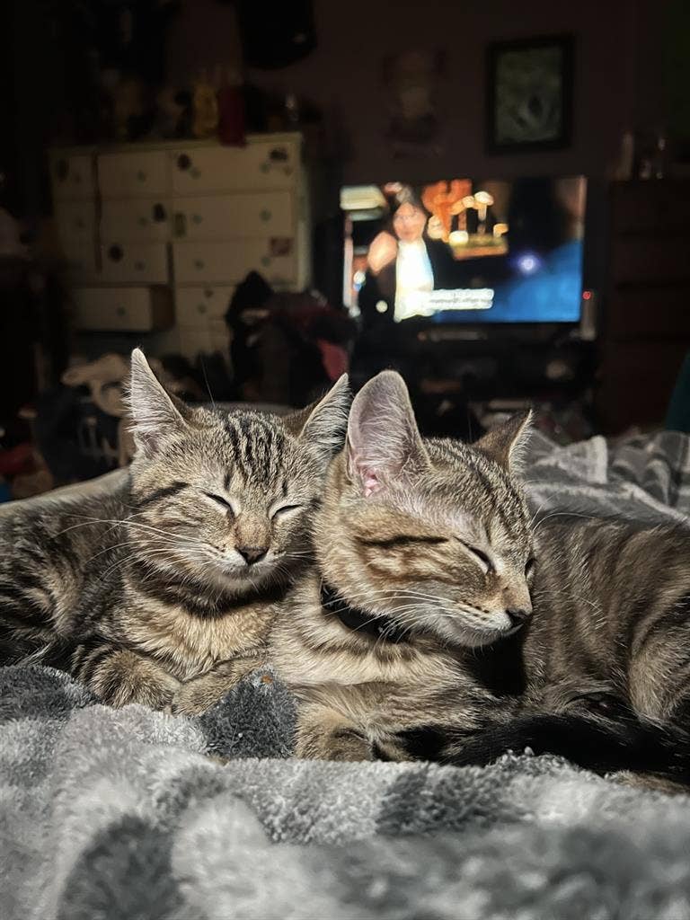 Looking for Roommate South Norfolk