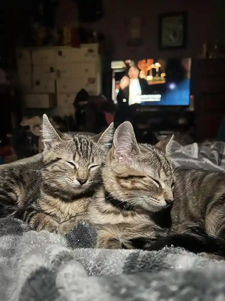 Looking for Roommate South Norfolk