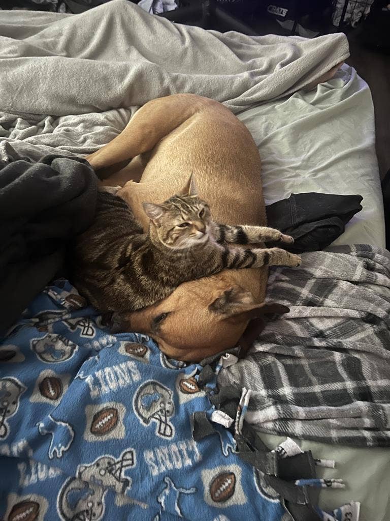 Looking for Roommate South Norfolk