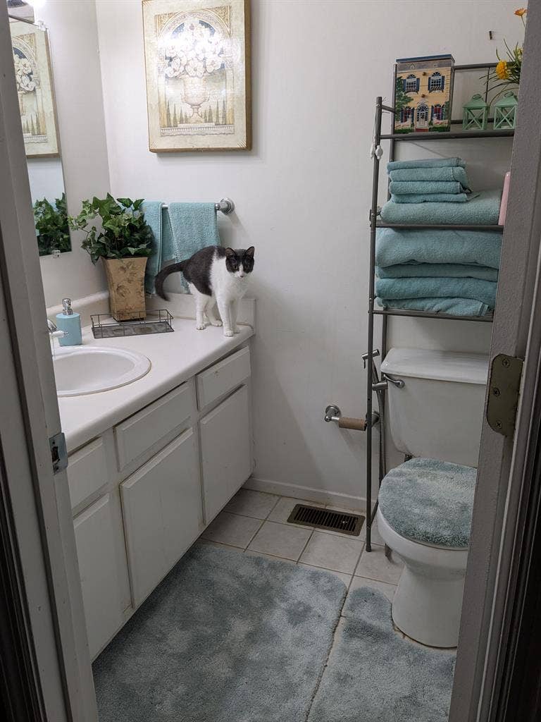 Need roommate in Hoover